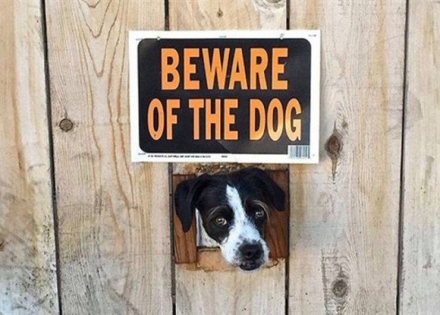 "Dangerous" Dogs (25 pics)