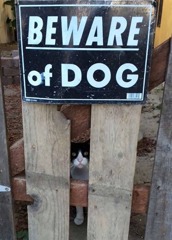 "Dangerous" Dogs (25 pics)