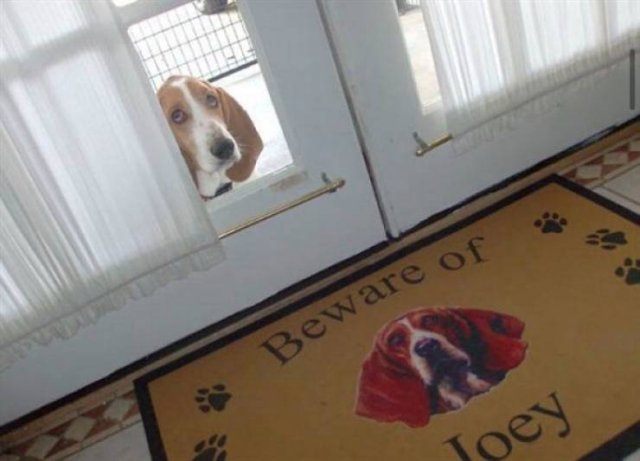 "Dangerous" Dogs (25 pics)