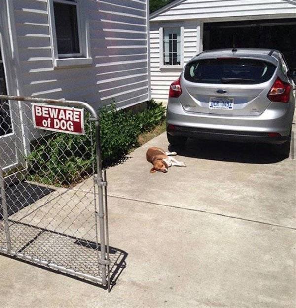 "Dangerous" Dogs (25 pics)