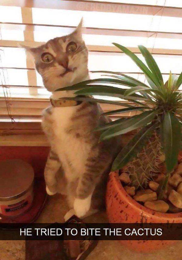 Cute And Funny Cats (30 pics)