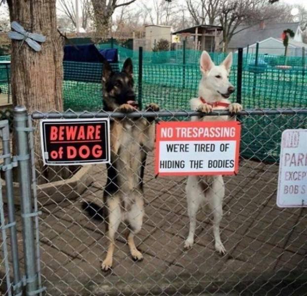 "Dangerous" Dogs (25 pics)