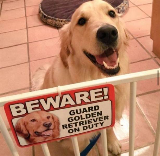 "Dangerous" Dogs (25 pics)