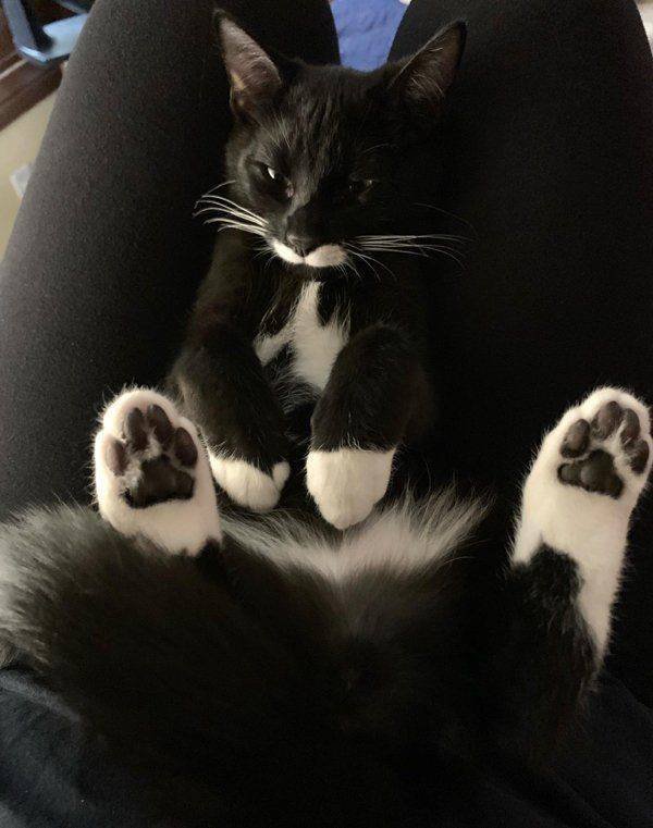 Cute And Funny Cats (30 pics)