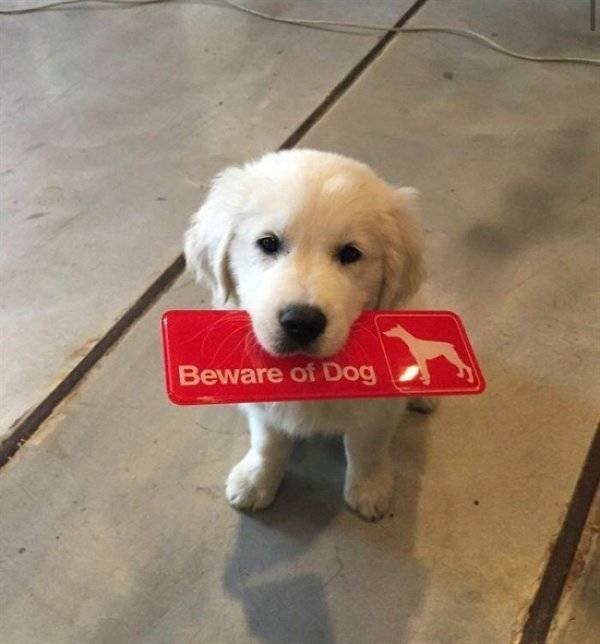 "Dangerous" Dogs (25 pics)