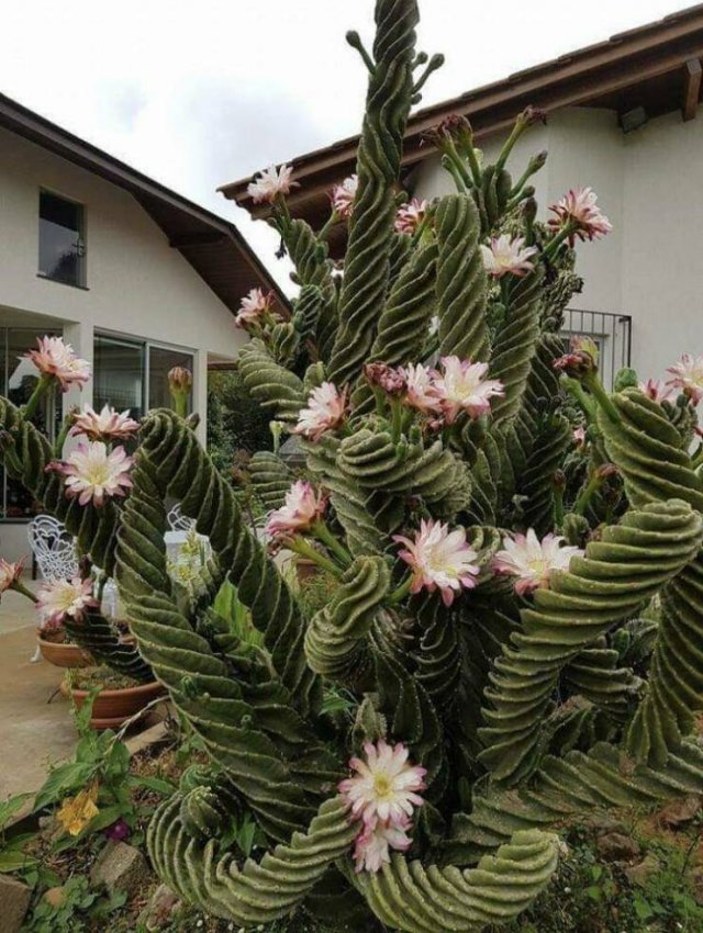 Photos For Perfectionists (36 pics)