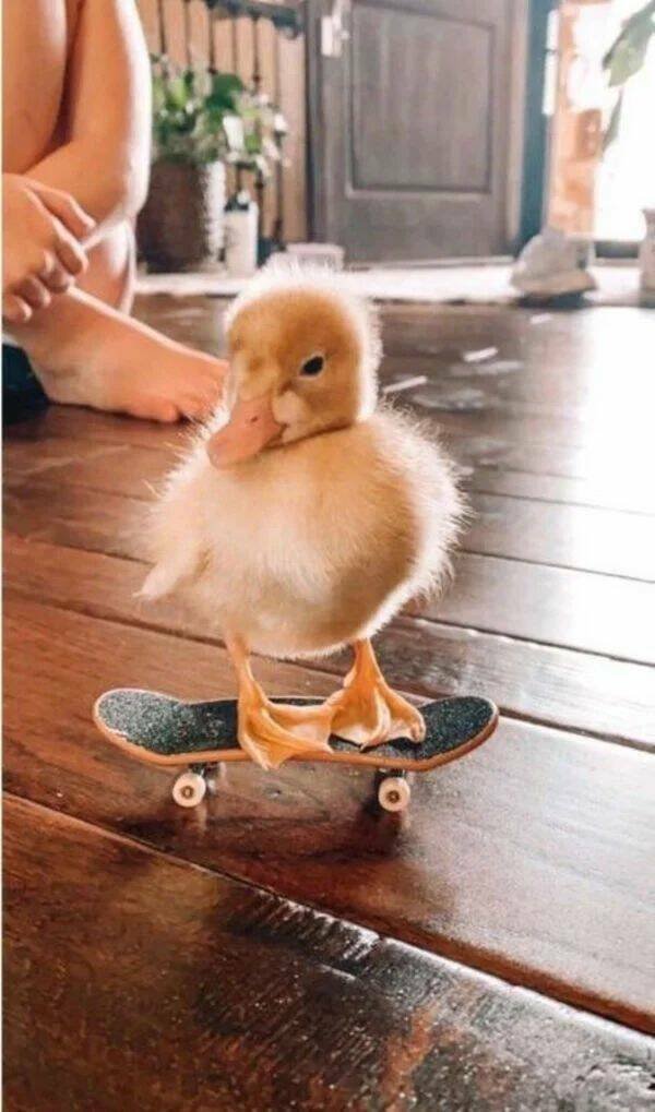 Funny Animals (50 pics)