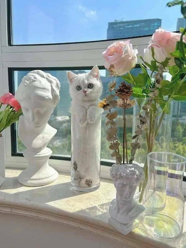 Funny Animals (50 pics)