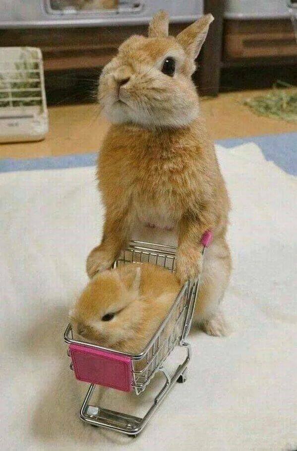 Funny Animals (50 pics)