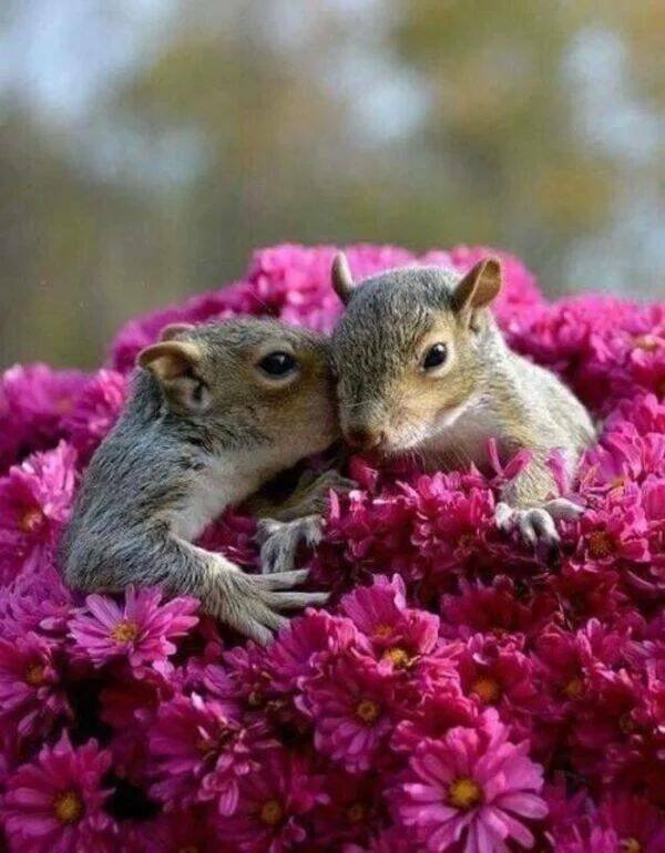 Funny Animals (50 pics)