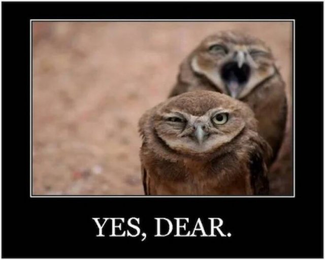 Funny Animals (50 pics)