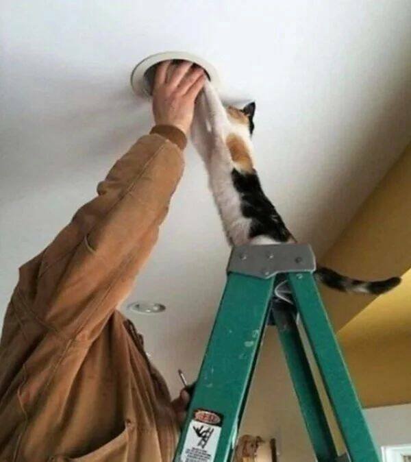 Funny Animals (50 pics)