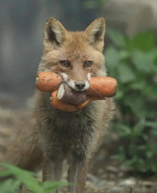 Funny Animals (50 pics)