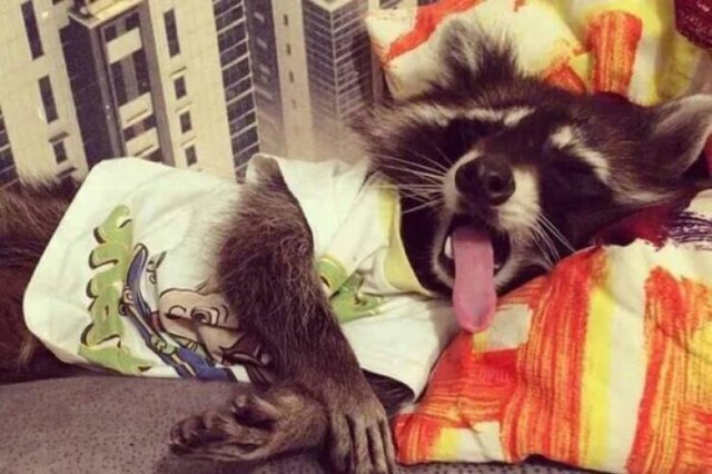 Funny Animals (50 pics)