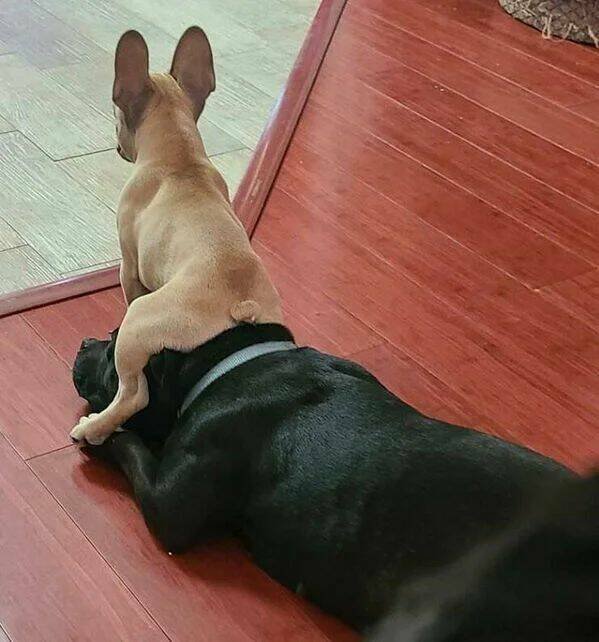 Funny Animals (50 pics)