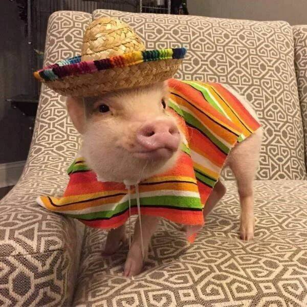 Funny Animals (50 pics)
