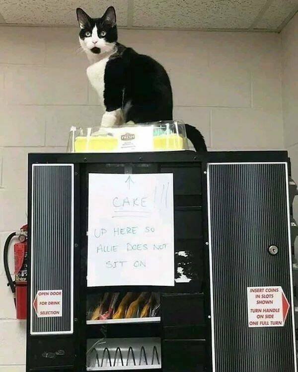 Funny Animals (50 pics)