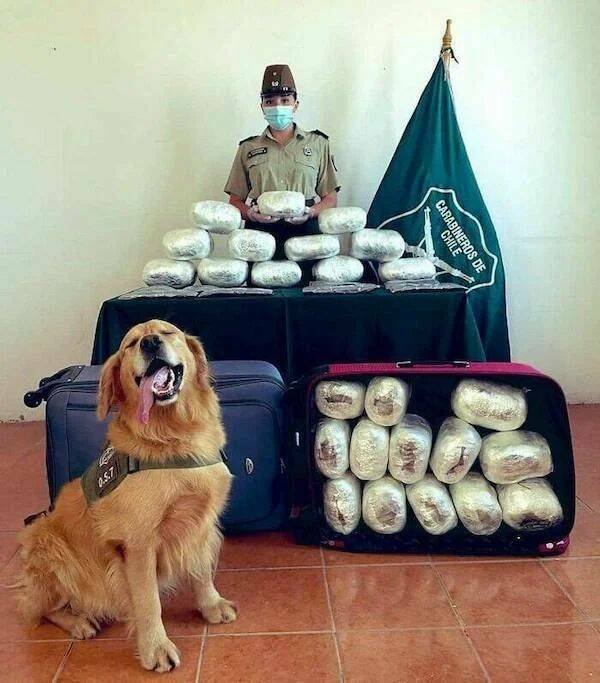 Funny Animals (50 pics)