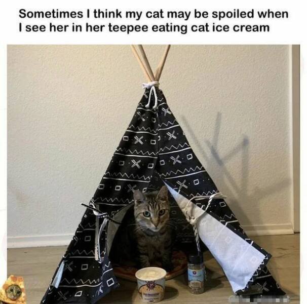 Funny Animals (50 pics)