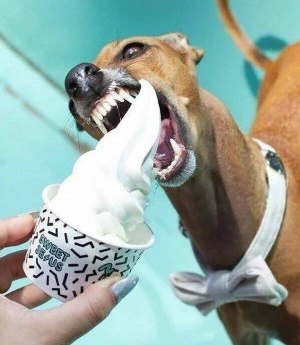 Funny Animals (50 pics)