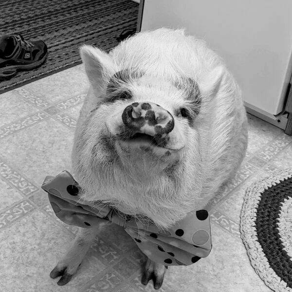 Funny Animals (50 pics)