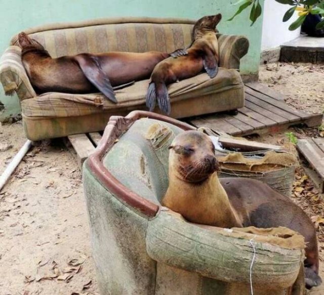 Funny Animals (50 pics)