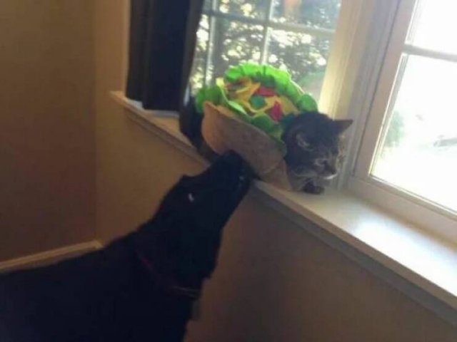 Funny Animals (50 pics)