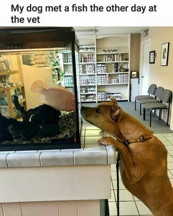Funny Animals (50 pics)