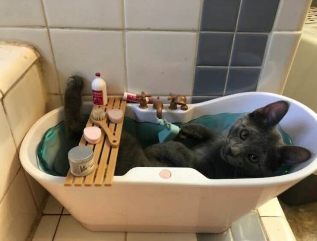 Funny Animals (50 pics)