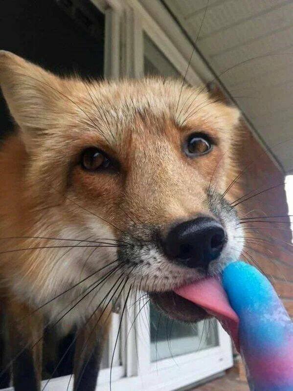 Funny Animals (50 pics)