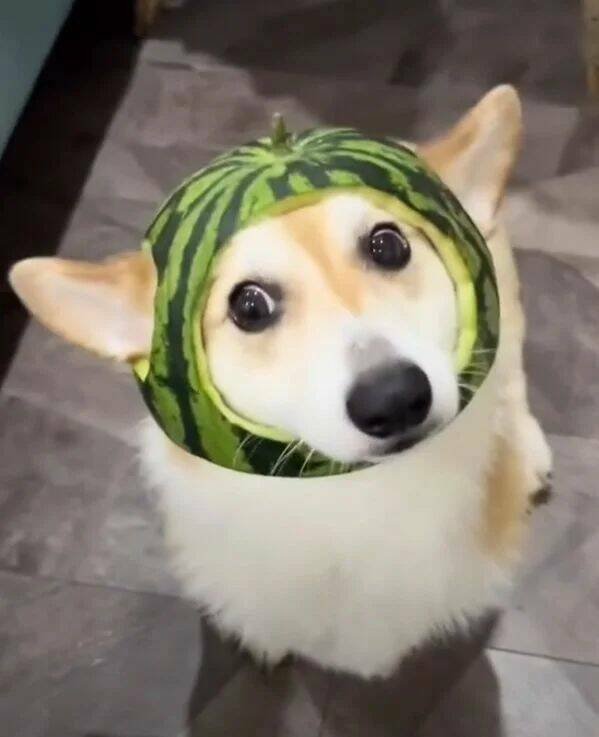 Funny Animals (50 pics)