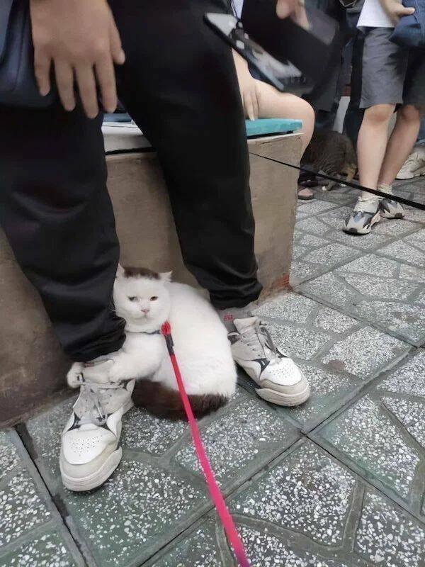 Funny Animals (50 pics)