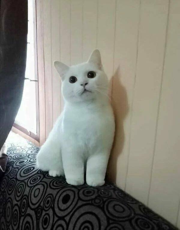 Funny Animals (50 pics)