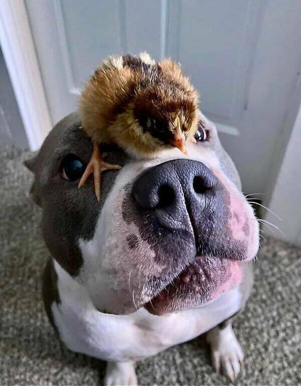 Funny Animals (50 pics)