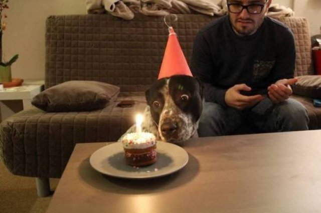 Funny Animals (40 pics)