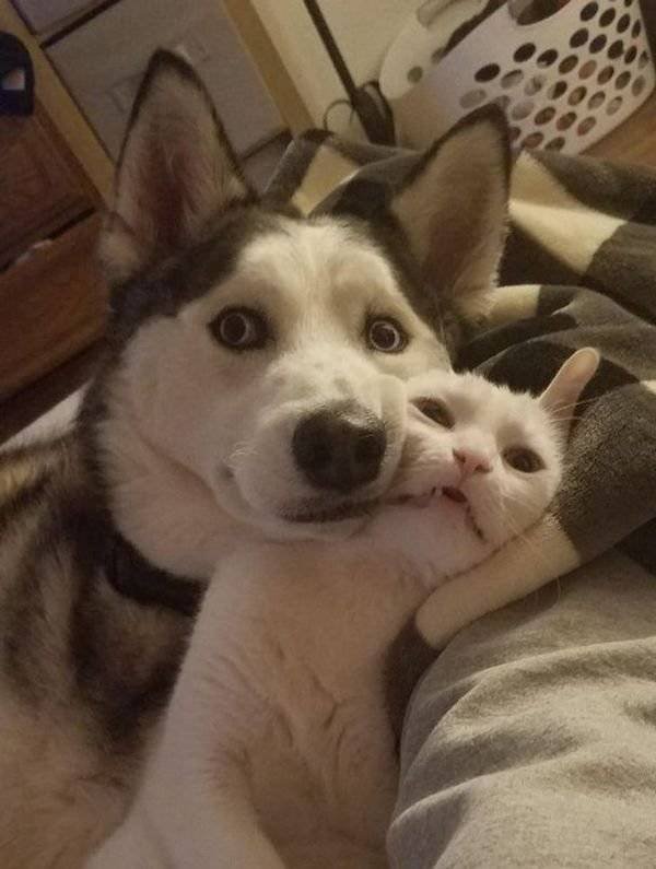 Funny Animals (40 pics)