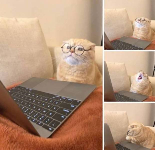 Funny Animals (40 pics)