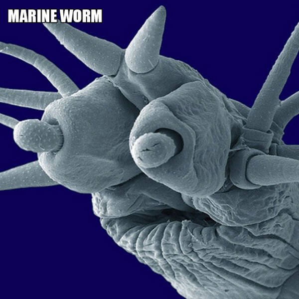 Different Creatures Under The Microscope (18 pics)