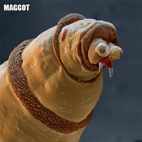 Different Creatures Under The Microscope (18 pics)