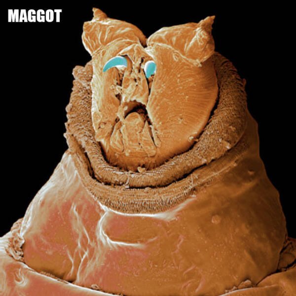 Different Creatures Under The Microscope (18 pics)