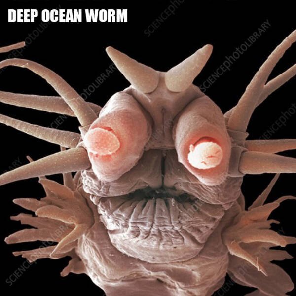 Different Creatures Under The Microscope (18 pics)