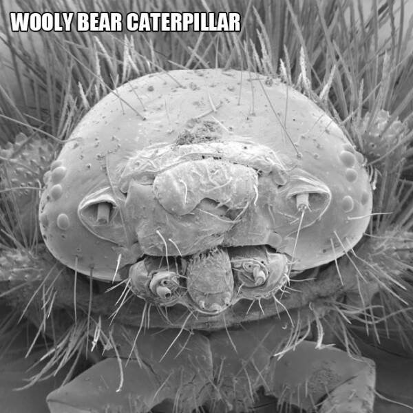 Different Creatures Under The Microscope (18 pics)