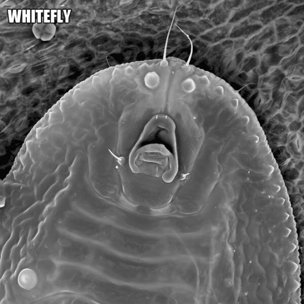 Different Creatures Under The Microscope (18 pics)