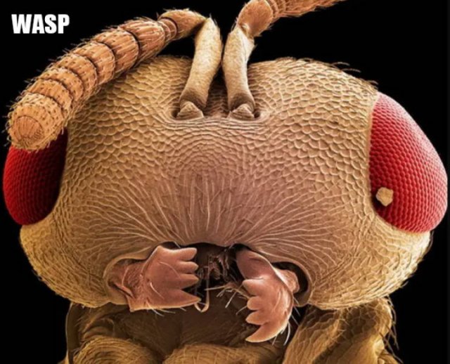 Different Creatures Under The Microscope (18 pics)