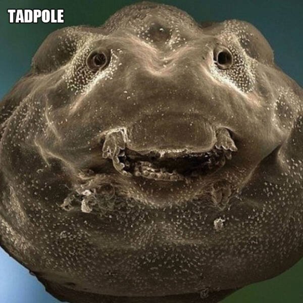 Different Creatures Under The Microscope (18 pics)