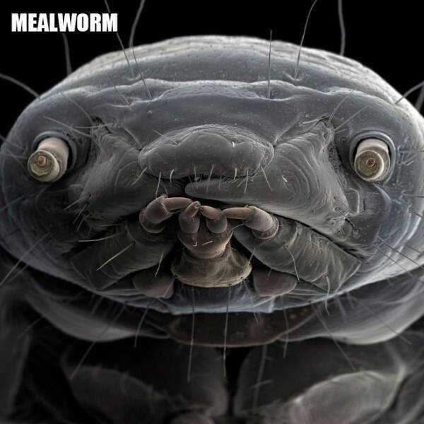 Different Creatures Under The Microscope (18 pics)