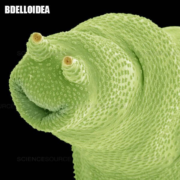Different Creatures Under The Microscope (18 pics)