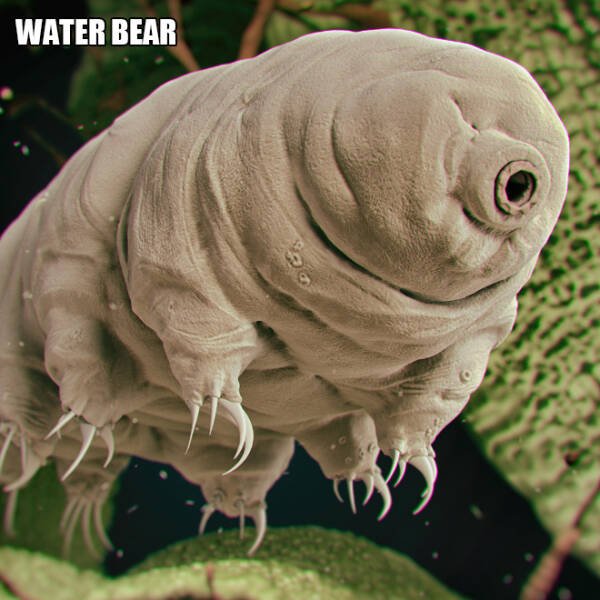 Different Creatures Under The Microscope (18 pics)