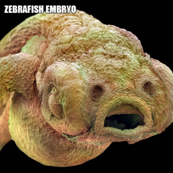 Different Creatures Under The Microscope (18 pics)