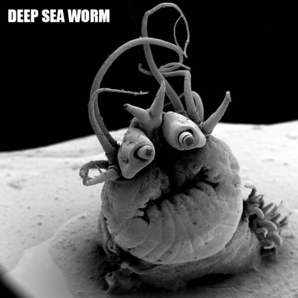 Different Creatures Under The Microscope (18 pics)